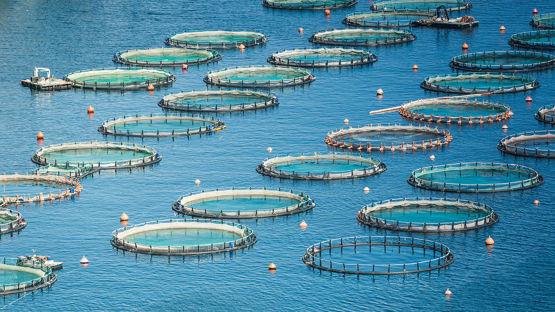 Fish farm in the sea Fish farm in the sea - aquaculture