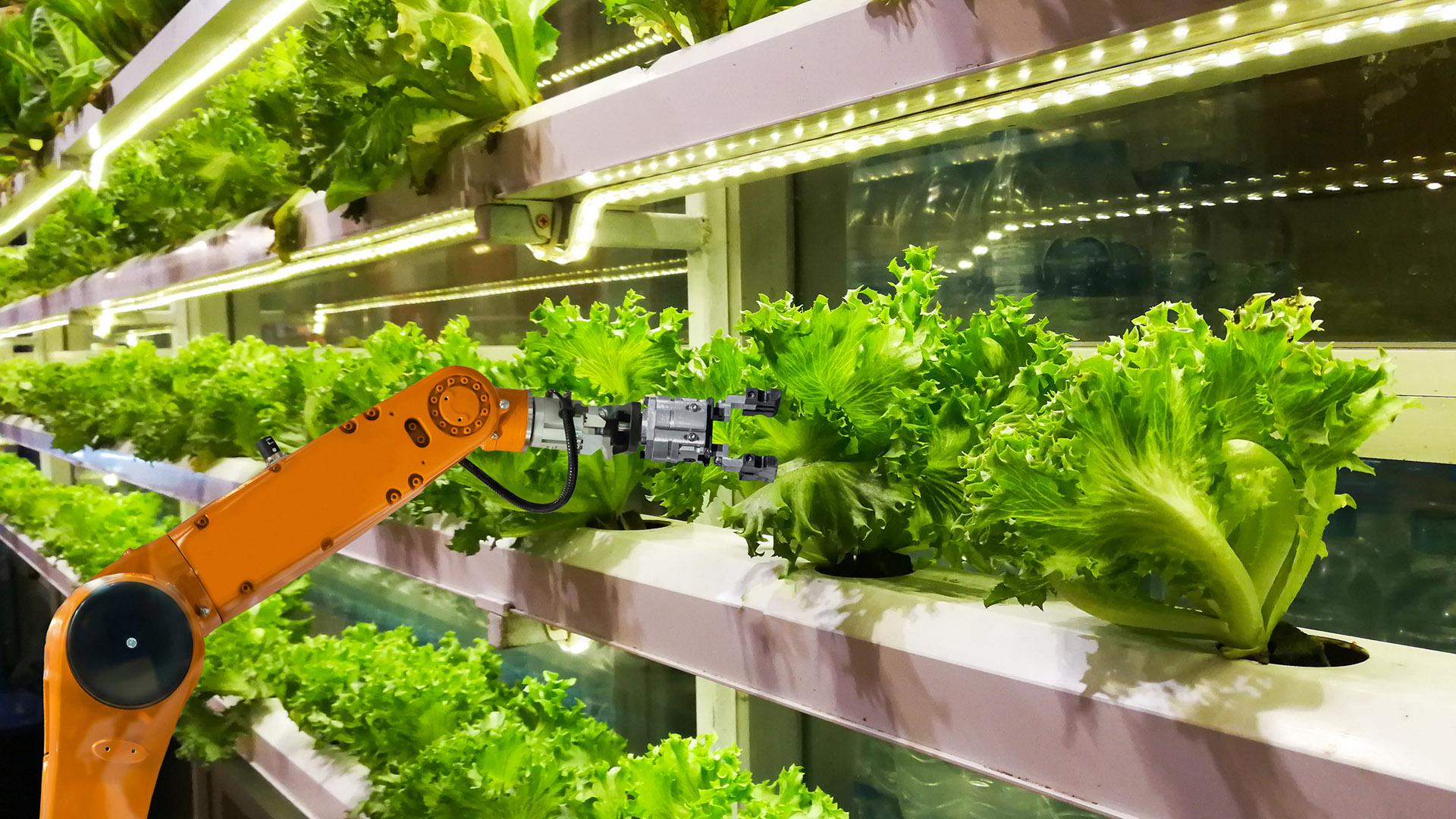 Smart robotic farmers in agriculture futuristic robot automation to vegetable farm, Smart robotic farmers in agriculture futuristic robot automation Smart robotic farmers in agriculture futuristic robot automation to vegetable farm